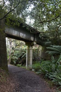 image of a dirt path leading under a train bridge. Location: Lilydale Falls Reserve, Tasmania